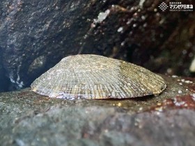 新潟市水族館 マリンピア日本海 生物図鑑 ≫ 「ヨメガカサ」